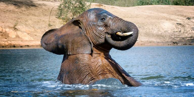 Neues zu Hause für zahlreiche Elefanten