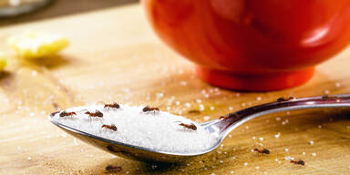 Die besten Tipps und Hausmittel gegen Ameisen im Haus