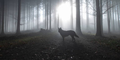 Mysteriöse Sichtung: ''Wolfsmensch'' im Wald entdeckt