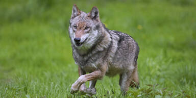 Erneut Wolf in Osttirol zum Abschuss freigegeben