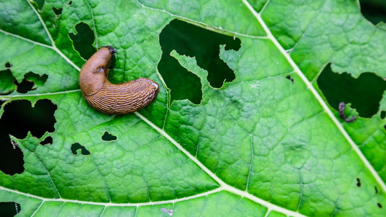 Nacktschnecken Plage So bekämpfen Sie Tiere im Garten LIVE STYLE