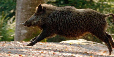 Wildschwein