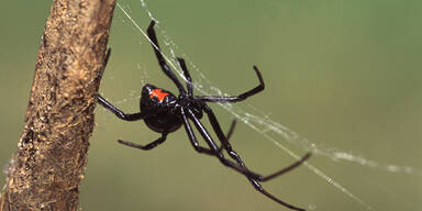 Gift-Spinnen-Alarm! Tödliche Schwarze Witwe gesichtet