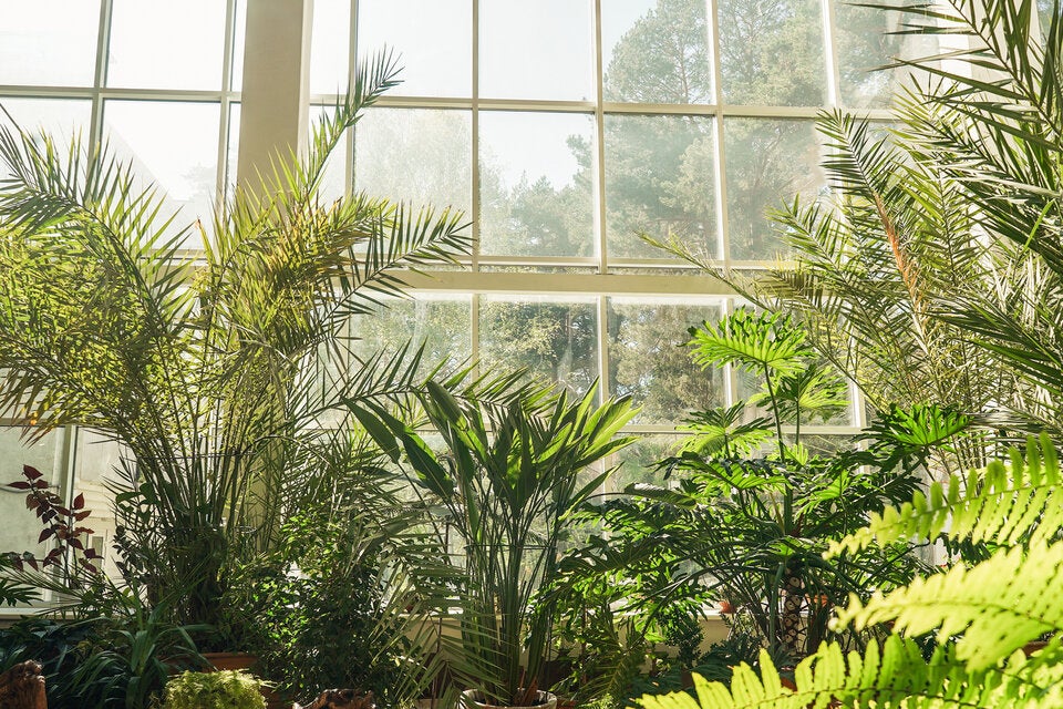 Wintergarten-Trend: Garten im Glashaus