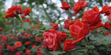 Rosige Aussicht im Garten bis in den Spätherbst