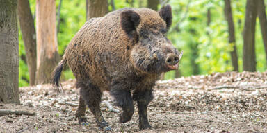 30.000 Wildschweinen ging es in NÖ an den Kragen