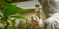 Haschisch Plantage Leiche