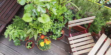 Küchenbalkon: Gemüse und Kräuter auf wenig Raum ernten