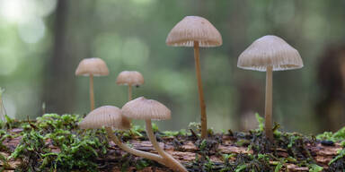 Symbolbild Mushrooms