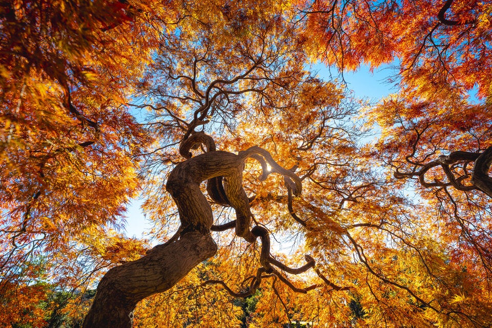 Die Herbstglut lässt alles in den schönsten Farben erstrahlen.