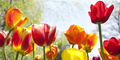 Tulpen pflanzen: Diese Tipps sind jetzt wichtig