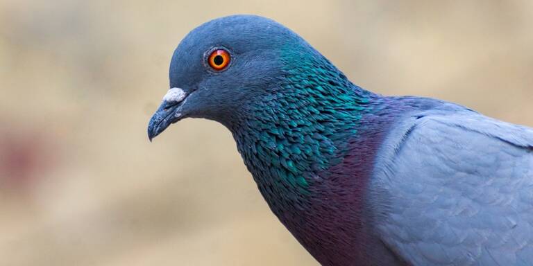 Keine rechtlichen Folgen für Tierquäler in Oberösterreich
