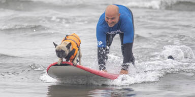 Fellnasen auf der Welle: Vierbeiner zeigen Talent bei Hundesurf-EM