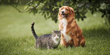 Katze und Hund sitzen zusammen auf Wiese