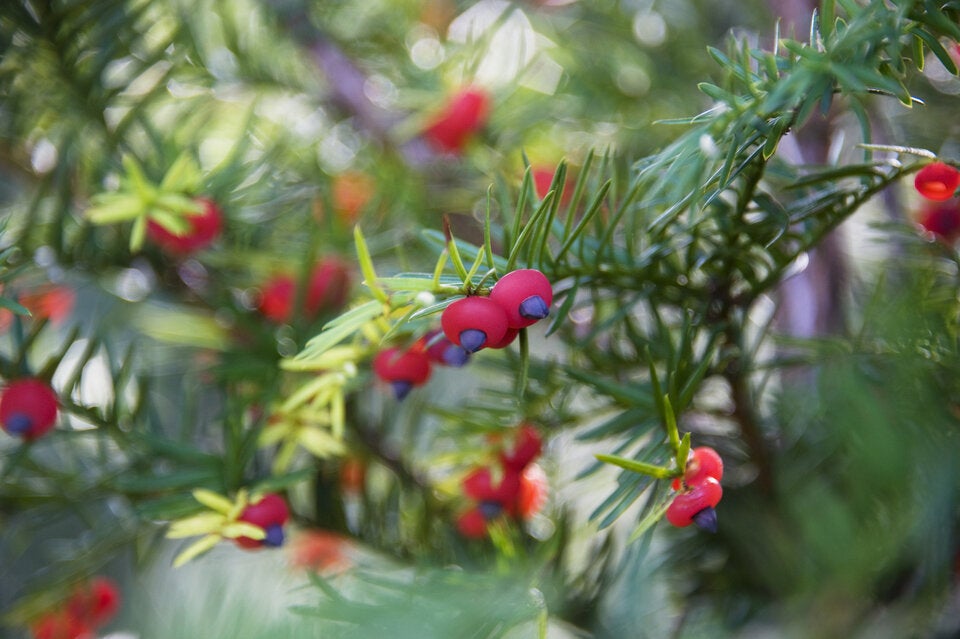 Achtung: Die Samen in den roten Beeren der Eibe sind giftig.
