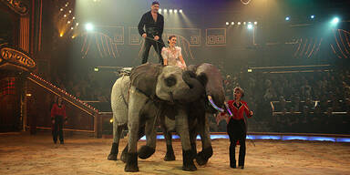 Zirkus-Elefanten