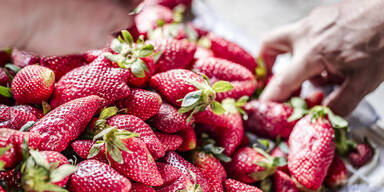 Darum sollten Sie im April noch keine Erdbeeren kaufen