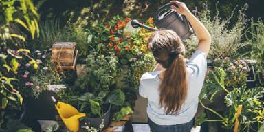 Bewässerungstipp im Urlaub: Der Küchenrollen-Trick rettet Pflanzen