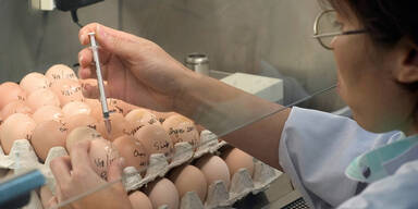 Fipronil-Eier: Acht bestätigte Fälle in Österreich