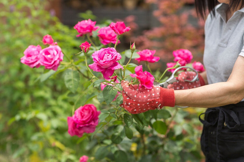 Sommer im Namen der Rose