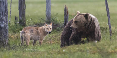 Neues Gehege für Bären und Wölfe im Tierpark Haag