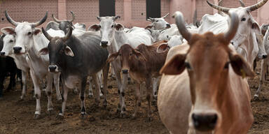 Inder stirbt nach Protestaktion für Kühe an Pestizid
