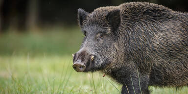 Wildschwein