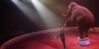 Schweden verbietet Zirkus-Auftritte von Elefanten und Seelöwen