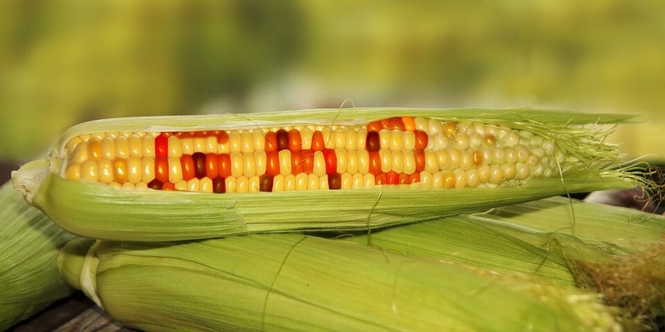 GMO Mais. pg
