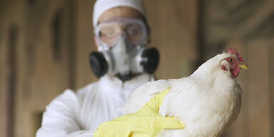 Vogelgrippe: Das sind die Symptome