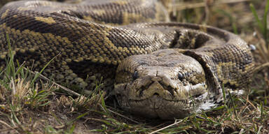 Python Würgeschlange Schlange