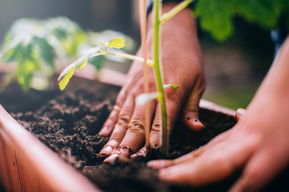 Wirkt wie Medizin: So fit macht Gartenarbeit
