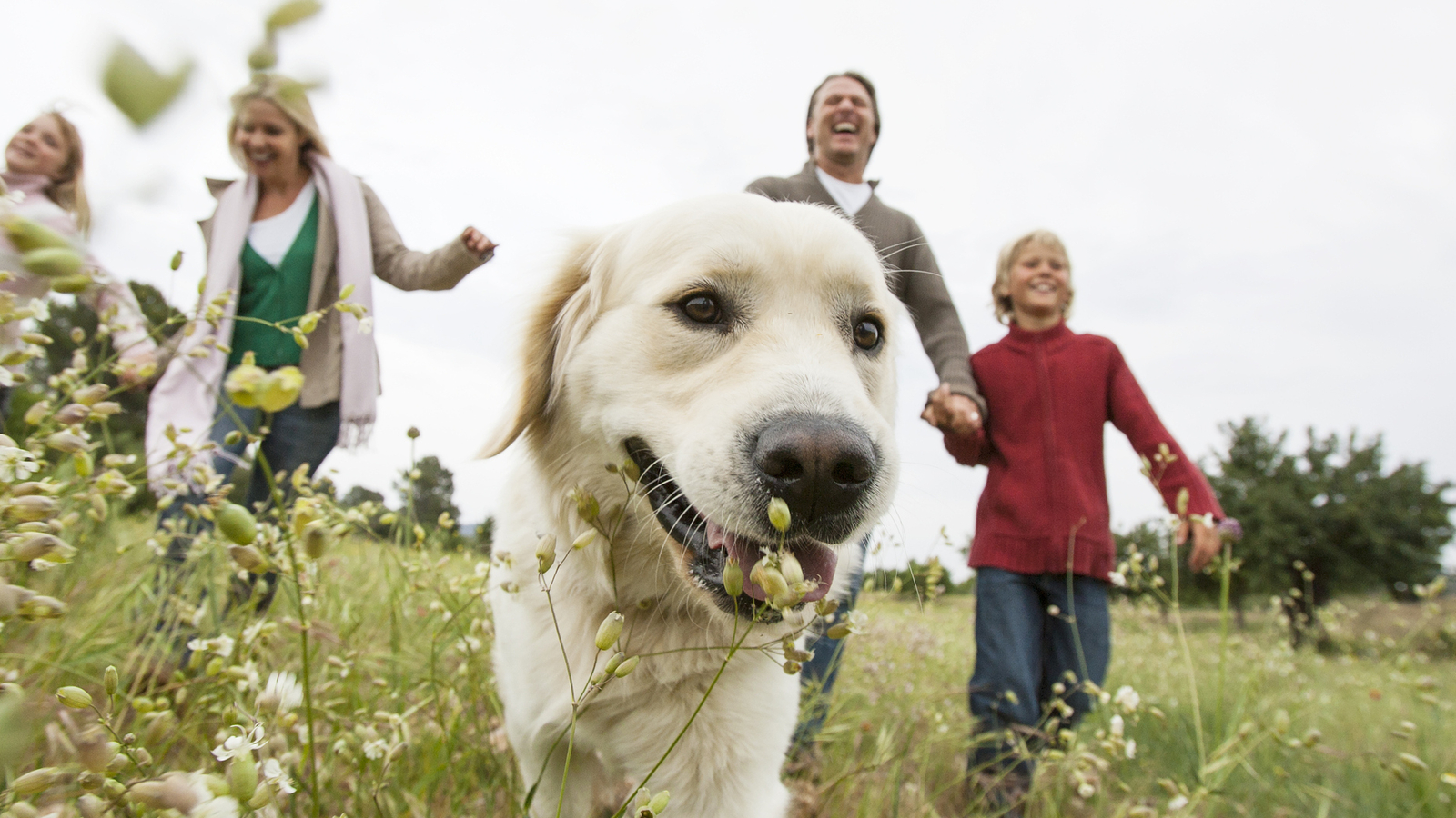 Top Hunde Hotels Für Die Ferien Mit Vierbeiner Reiselust 5033