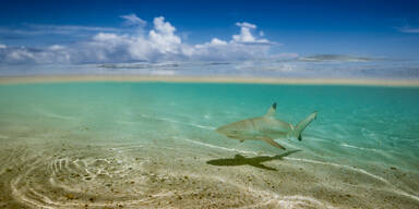 Hai-Alarm: Diese Urlaubsziele sind gefährdet