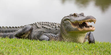 Krokodil an Land