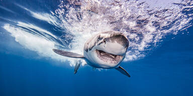 Mallorca in Angst vor Weißem Hai