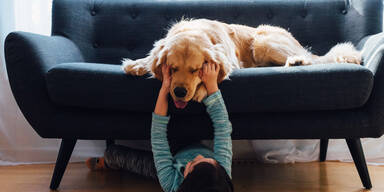 Golden Retriever biss Mädchen