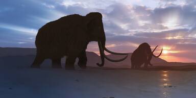 Jetzt fix: Mammuts sollen auf Erde zurückkehren
