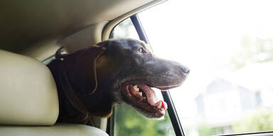 Hunde-Todesfalle: Hitze im Auto hat auch heuer Saison