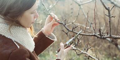 Die wichtigsten Gartenarbeiten im Jänner für den Traumgarten im Frühling