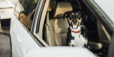 Hund am Beifahrersitz