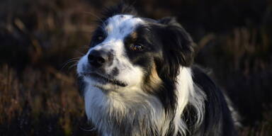 Border Collie war tagelang nach Hause unterwegs