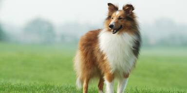 Collie