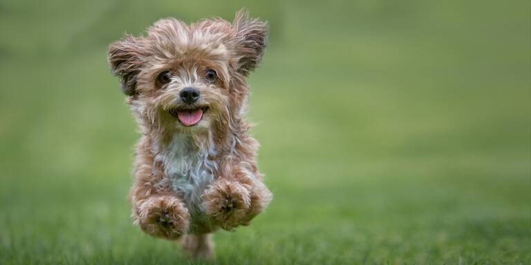 Kubanische Aktivisten fordern strengere Tierschutzgesetze