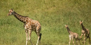 Giraffe zwillinge 1.PNG