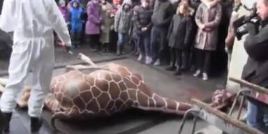 Giraffe vor Zoobesuchern getötet