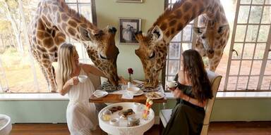 Giraffe Manor Kenia - Unser Tiere - Tierschutz-CH - Sendung 02062019