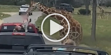 Drive-Thru-Safari: Mädchen (2) wird von Giraffe gepackt und in die Luft geworfen