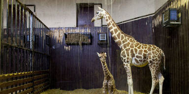 Nächtliche Randale: 2 Giraffen in Zoo tot