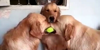 Süße Hunde streiten sich um Ball